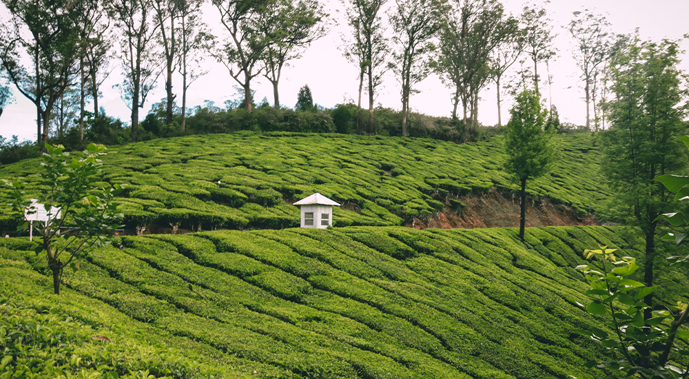 Things to do in Munnar Things to do in Munnar